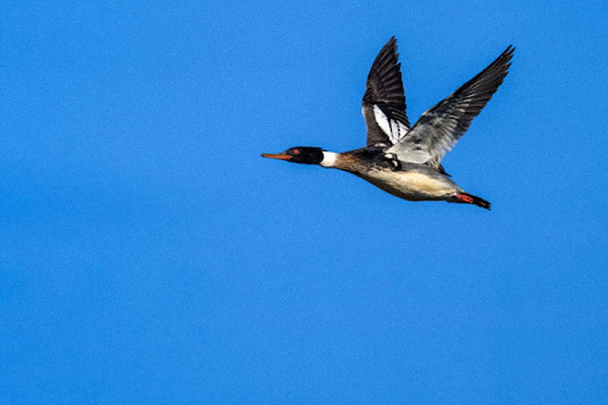 Pintail in Flight with Blue Sky
