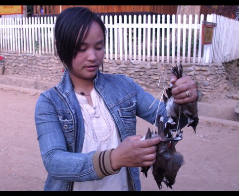 Laos Animals 2