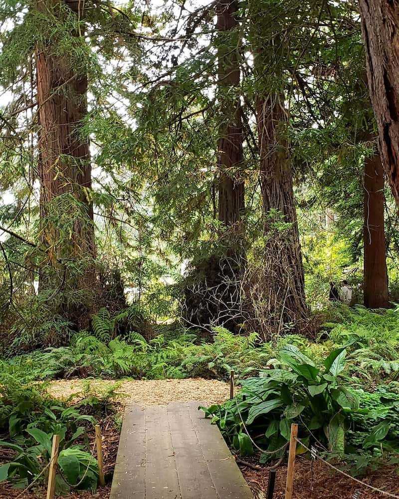 In Bloom San Francisco Botanical Garden Vibemap