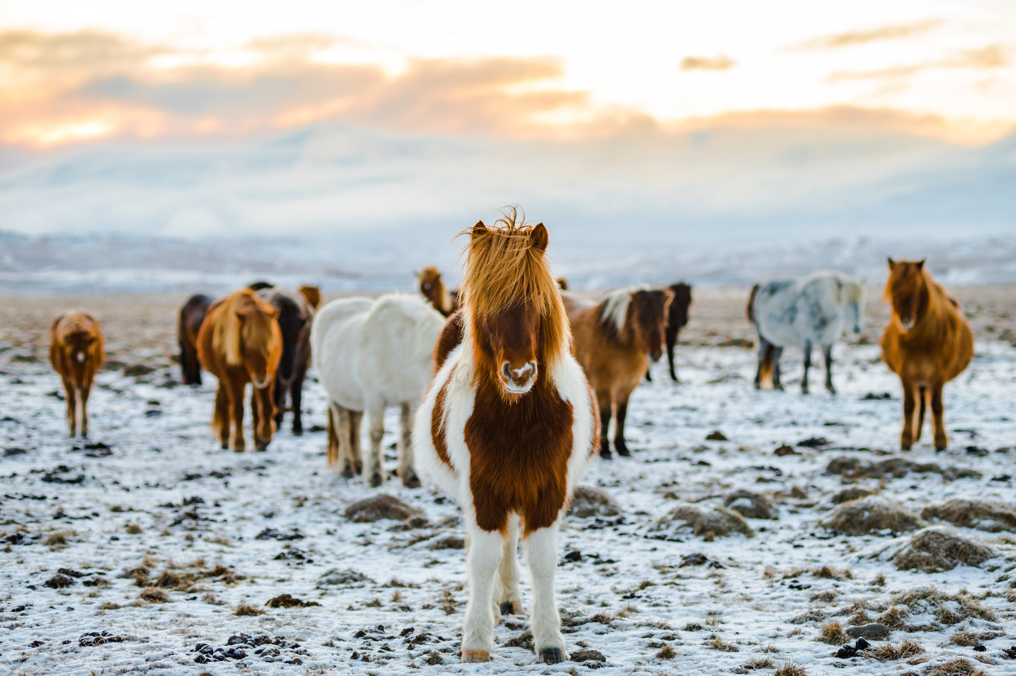 Icelandic horses