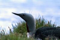 Red-throated Diver in profile