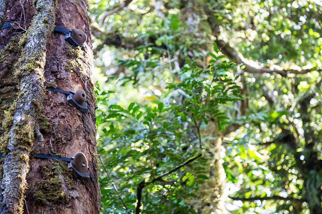 Climb up into the Cloudforest Canopy