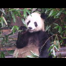China Pandas 17