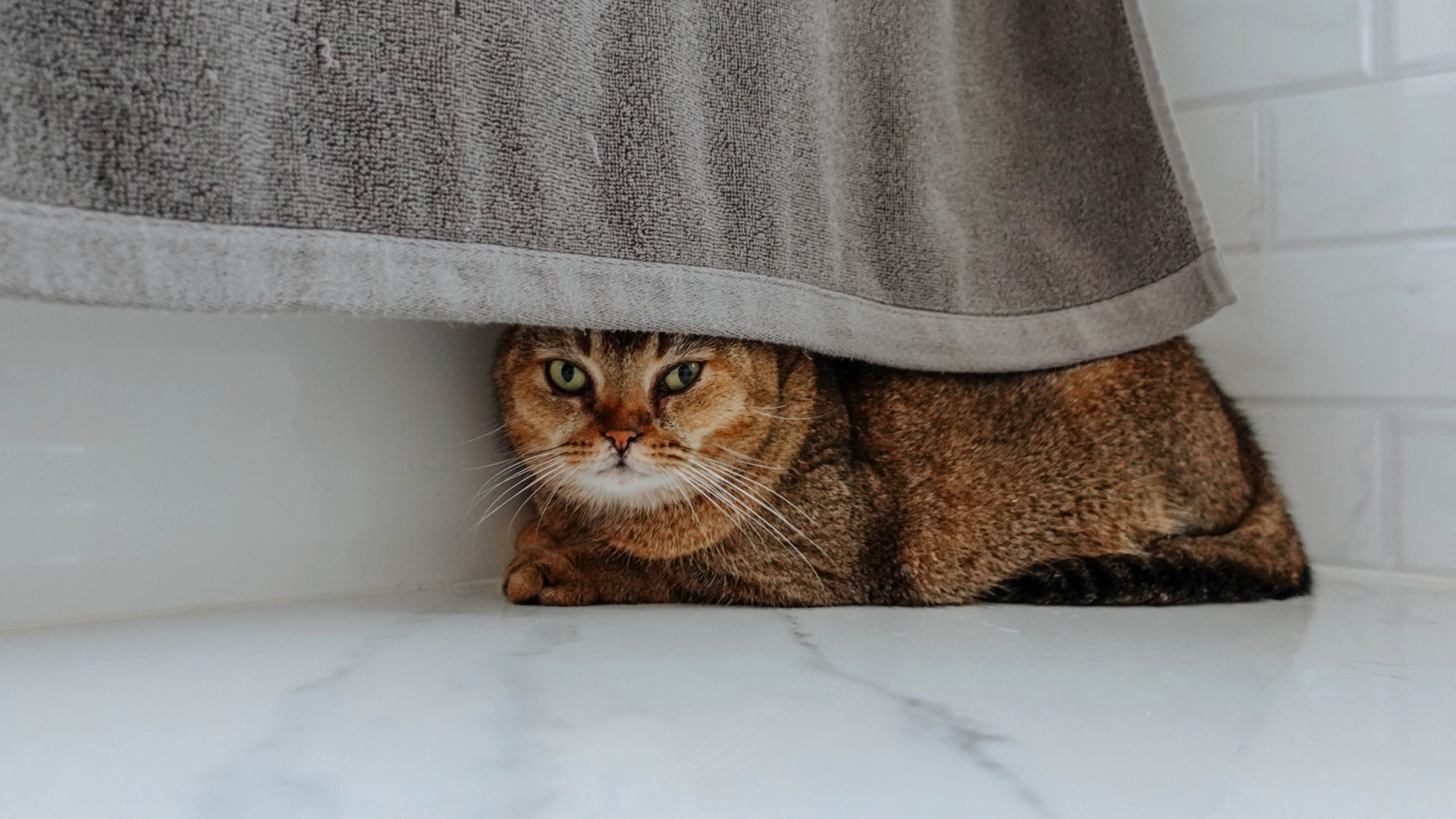 Guidelines For Integrating A Shy Cat