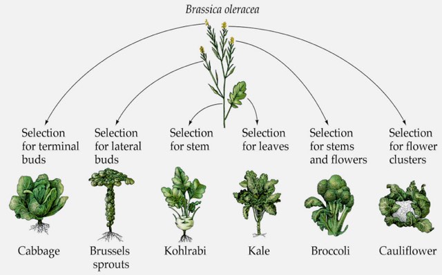 1. ábra: A káposzta, a kelbimbó, a karalábé, a kelkáposzta, brokkoli és a karfiol ugyanazon növényfajból, a vadkáposztából (Brassica oleracea) lett kinemesítve. Ezek sem fordulnának elő a természetben az ember nélkül, és ugyanúgy megváltozott a génállományuk (KOTTKE, J. 2013).