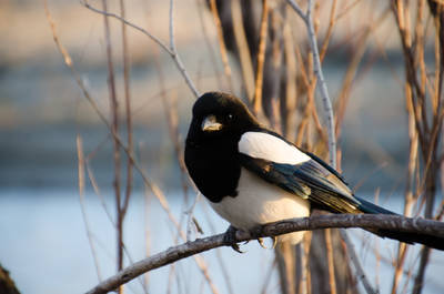 Hat mir einen Abend Gesellschaft geleistet