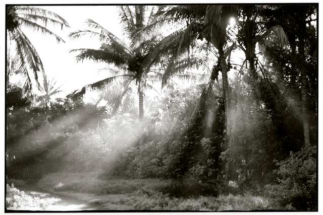 Tribute to Walter Spies, master of tropical morning light., 