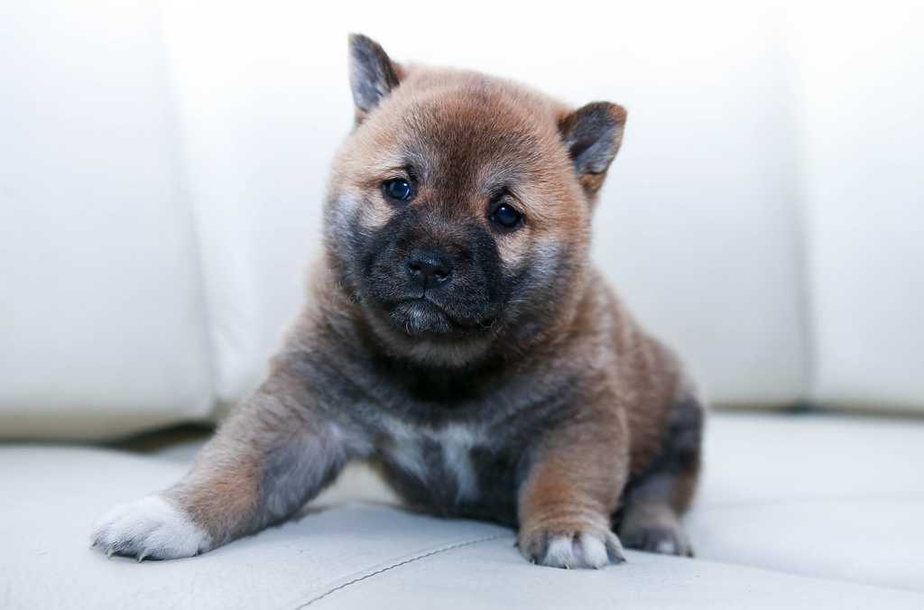 A Shiba Inu Puppy