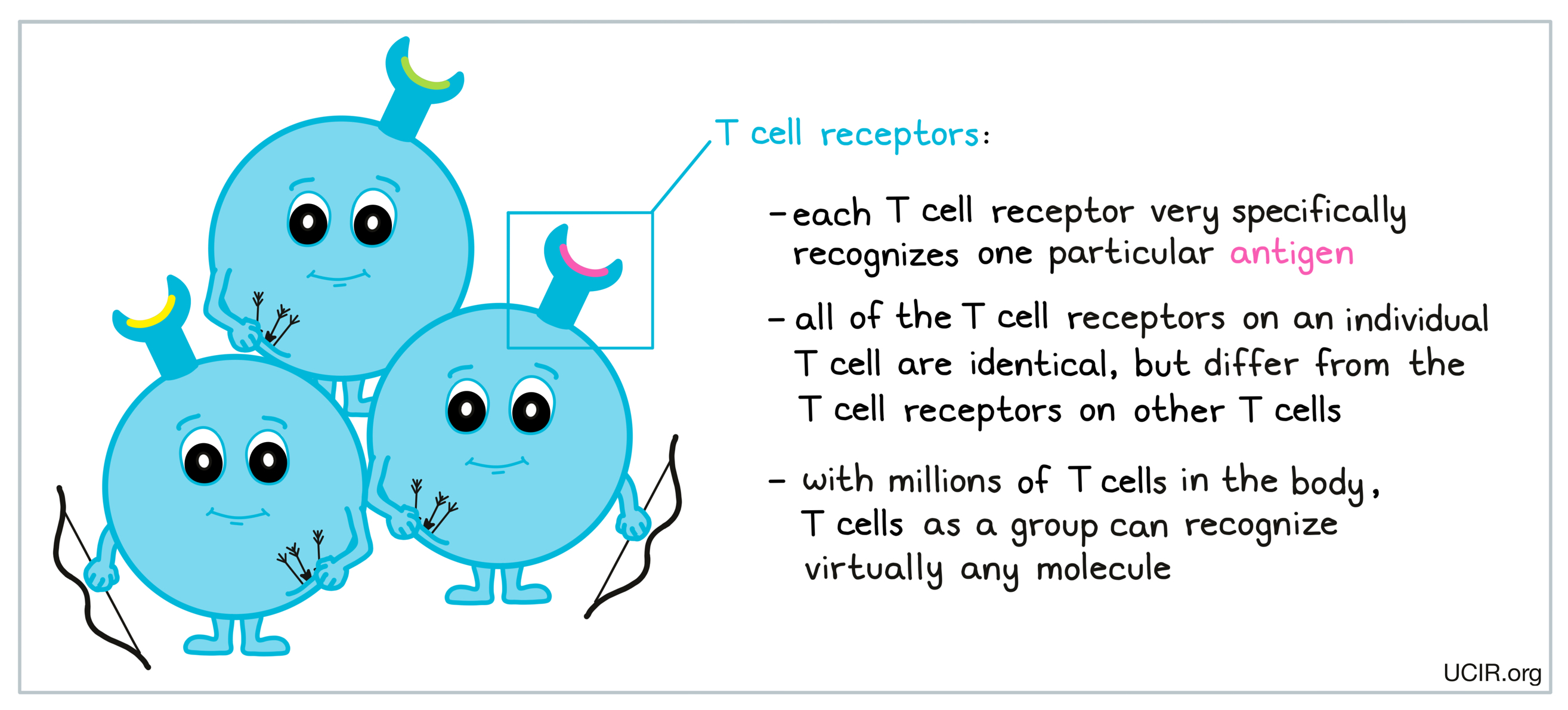 T cell receptors