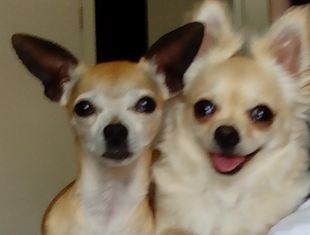 Two dogs next to each other.