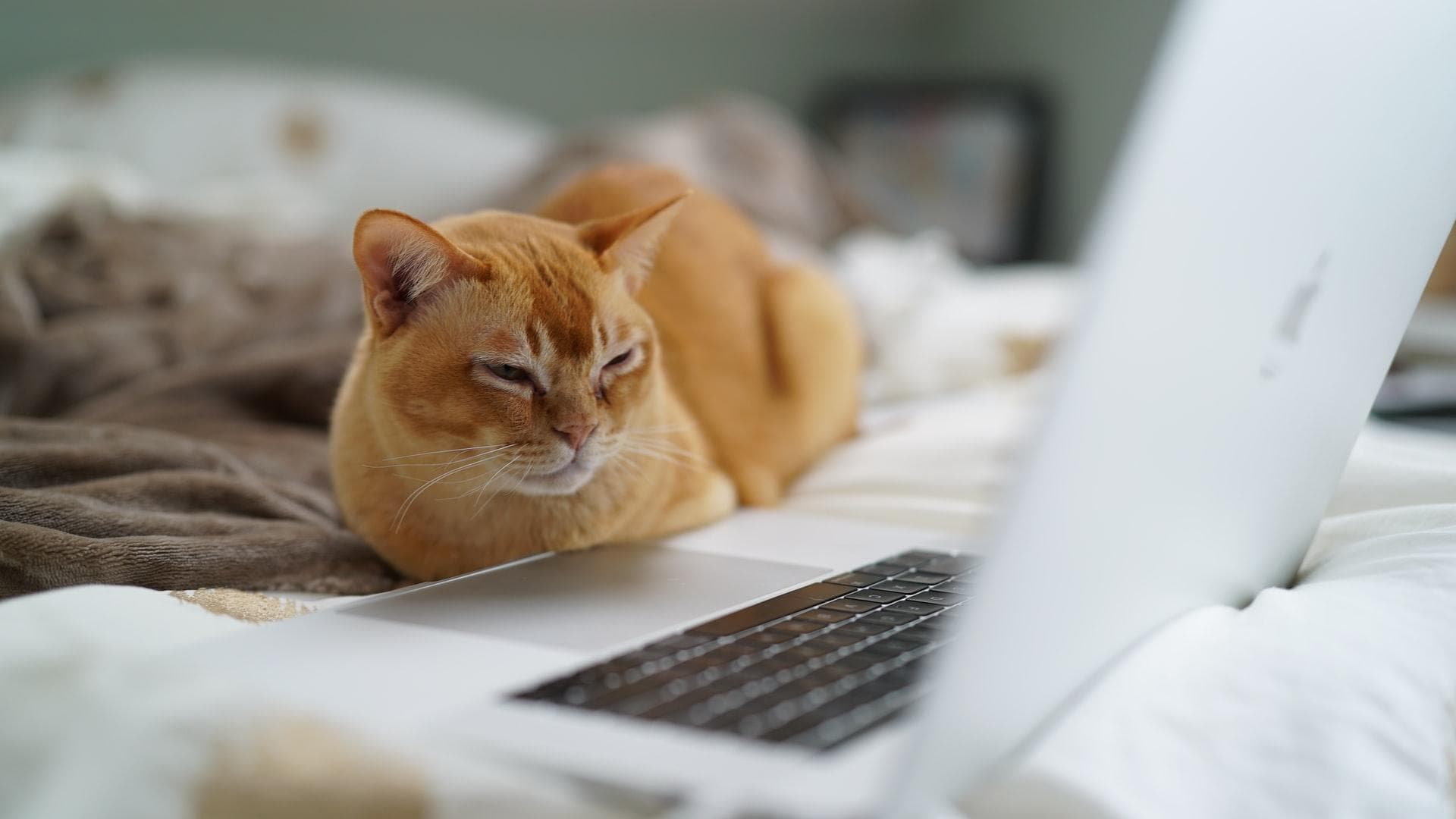 Sleepy cat in front of MacBook