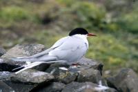 An Arctic Tern on an old stone wall