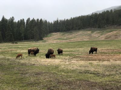 A small herd of Buffalo in a small meadow.