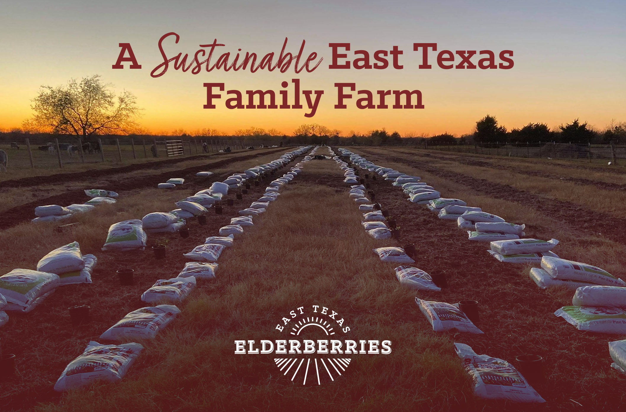The East Texas Elderberries logo in red