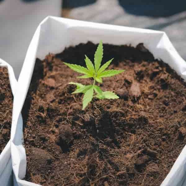 Marijuana Growing Articles