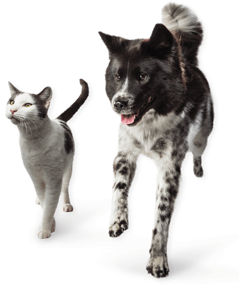 dog and cat running together
