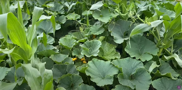 A lot of squash plants covering the soil well