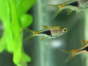 Freshwater Aquarium - How to Add New Fish