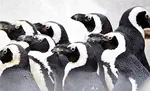 An exploration of rhythm perception in African penguins (Spheniscus demersus)