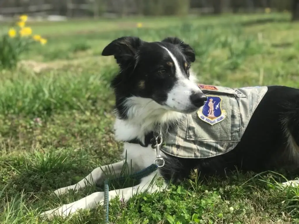Cão da raça border collie trabalhando para a Guarda Nacional