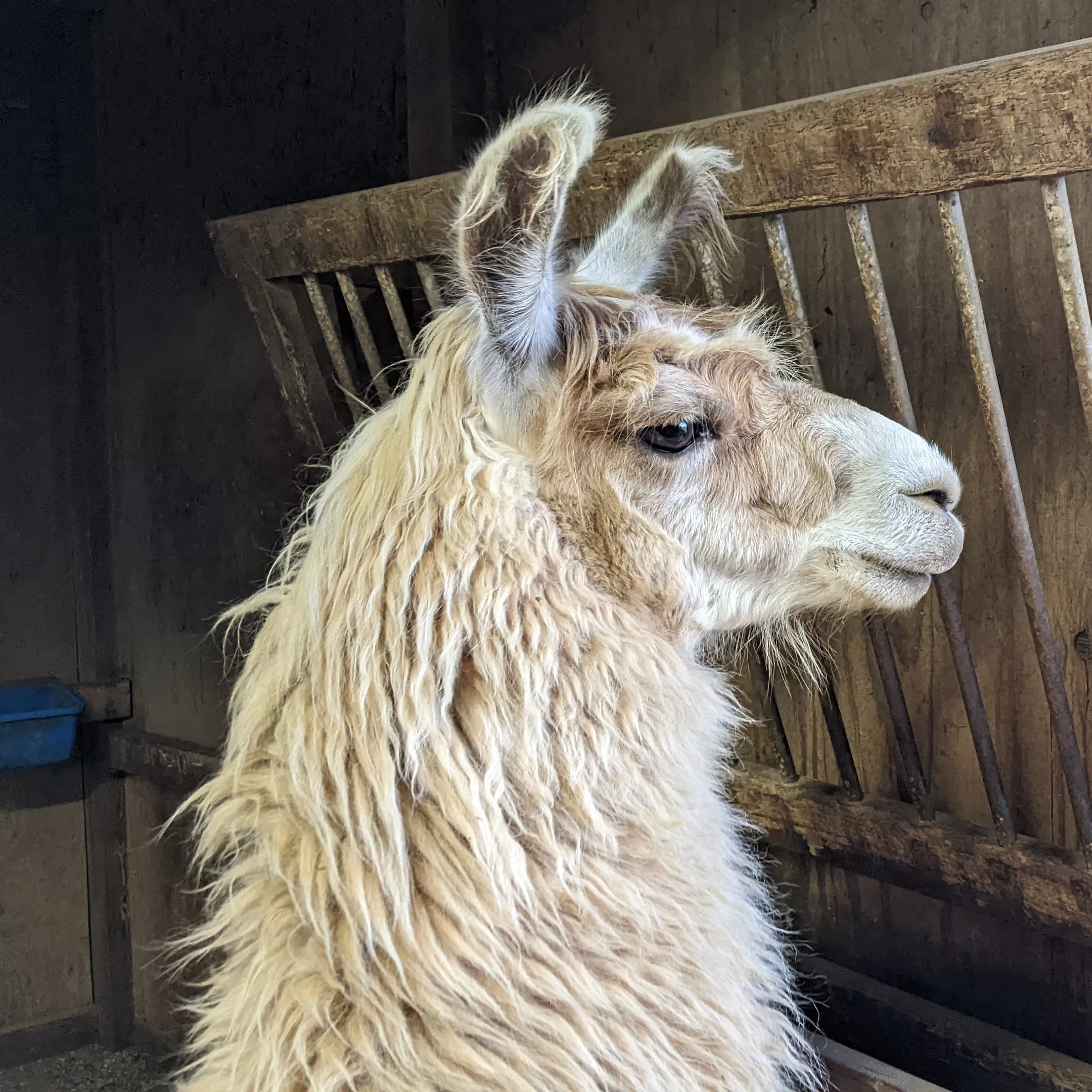 An image of a llama named Boo