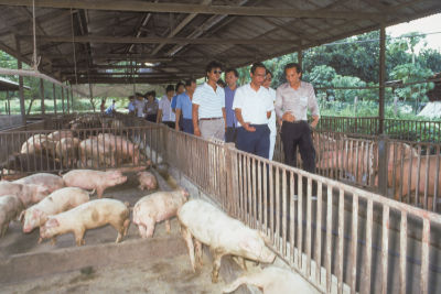 Minister without Portfolio in the Prime Minister’s Office Lim Chee Onn visiting a pig farm at Buangkok South Farmway 1. He walksin front of an entourage between rows of pig pens.