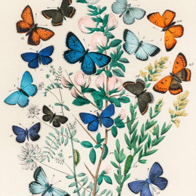 Butterflies & insects