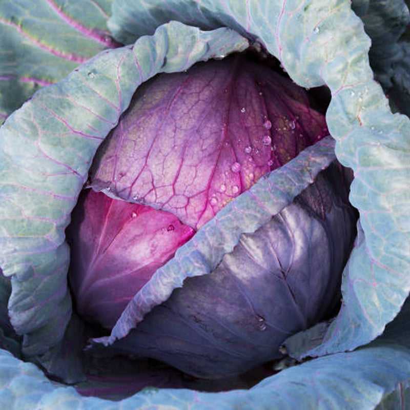 Greek-Grocery-Greek-Products-bio-red-cabbage-1-5kg