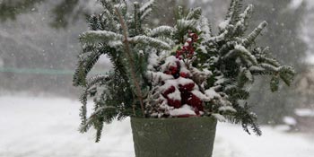 flower covered in snow