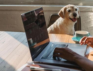 How to Manage a Dog with a 9 to 5 or Full-Time Job