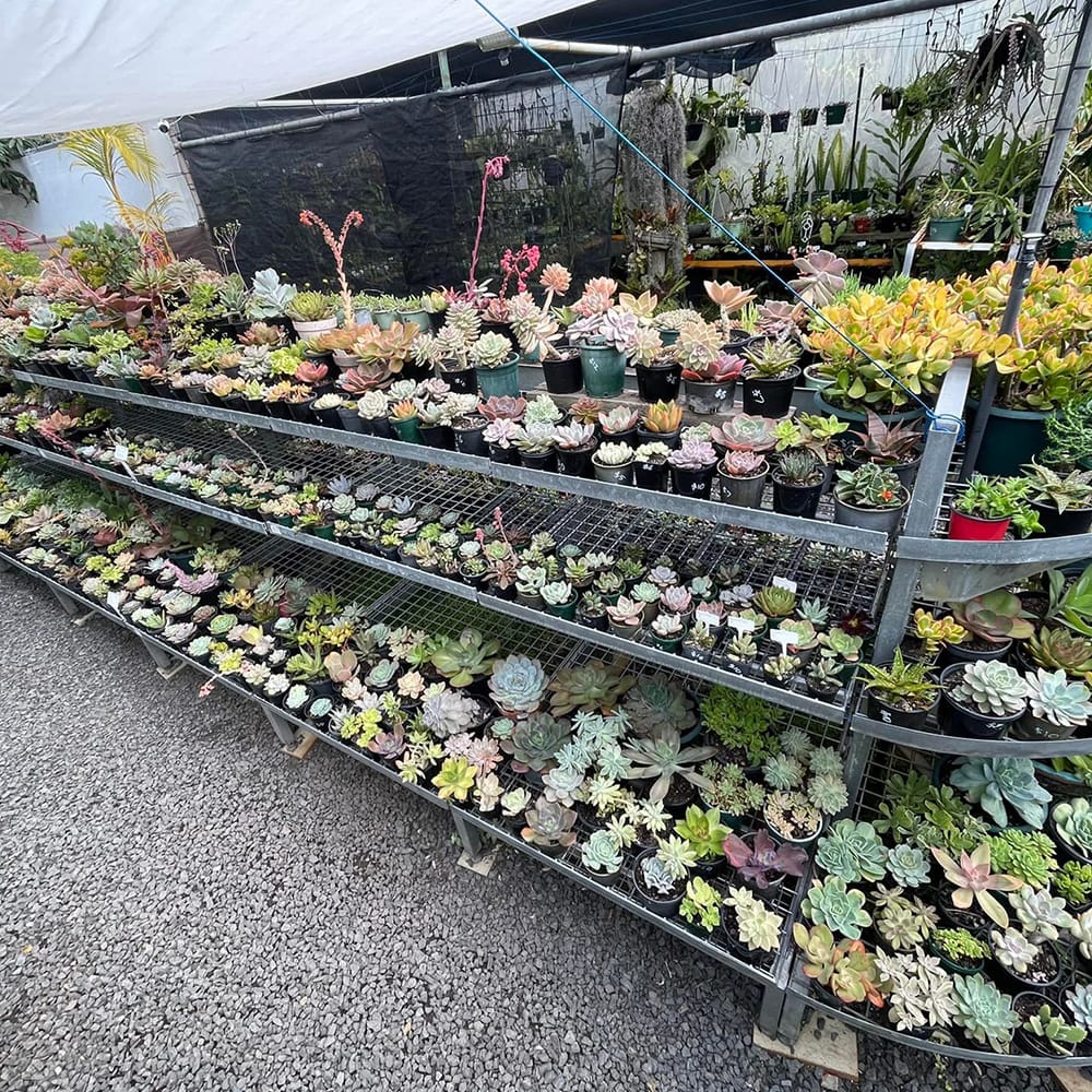 Indoor and Outdoor Plant Range Owy's Garden