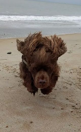 Sussex Spaniel jumping on the sand at Shoreham Beach.