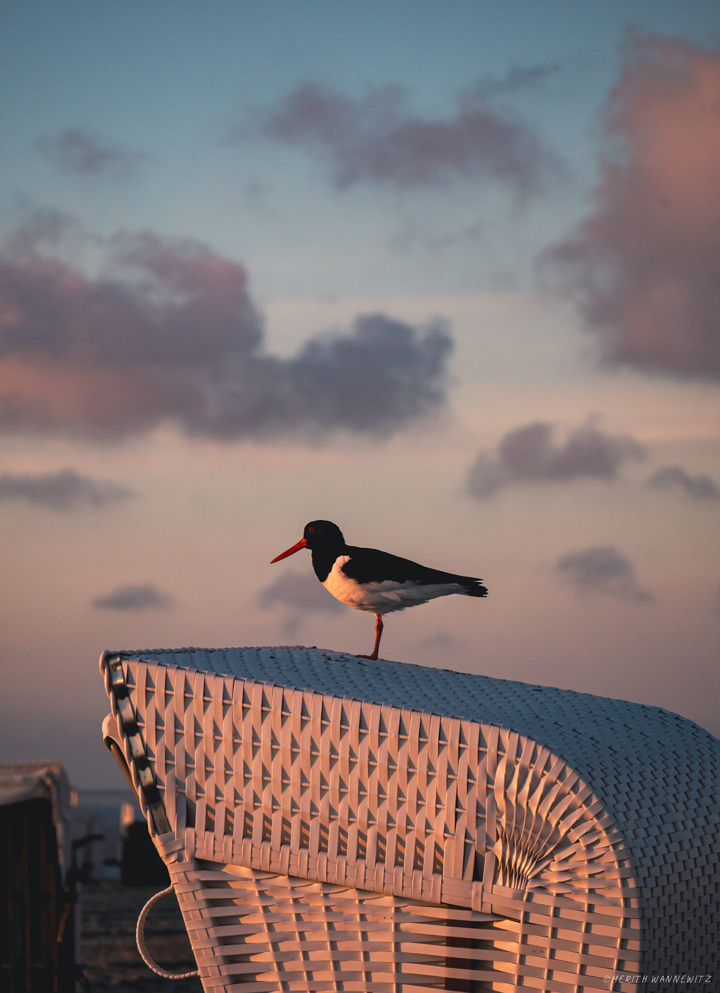 Oystercatcher on a strandkorb in front of purple sky with some clouds.