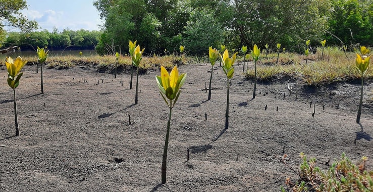 Photo: One year old Mangroves in our Mozambique site in July 2021