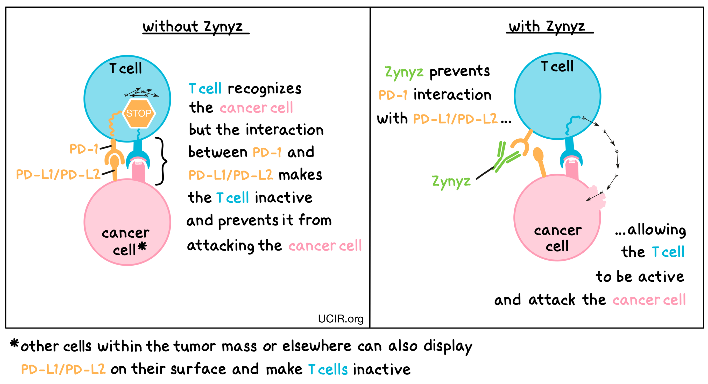 Illustration showing how Zynyz works