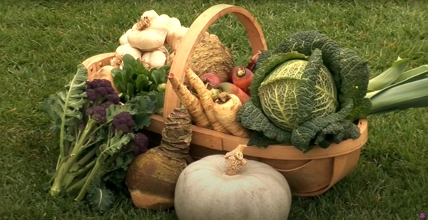 A basket of vegetables