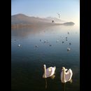 Ohrid Swans 1