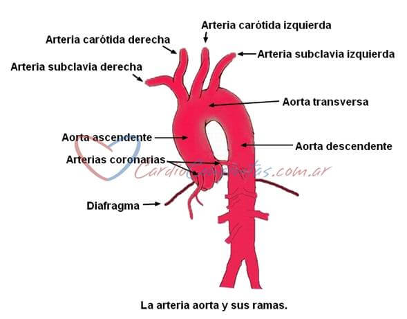 anatomia-cardiaca-arteria-aorta.jpg