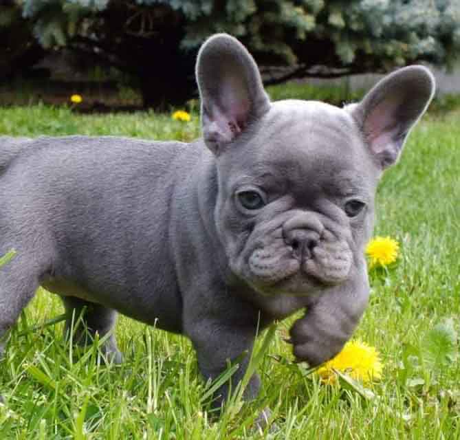 silver blue french bulldog