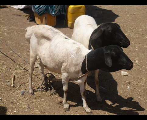 Somalia Animal Market 17