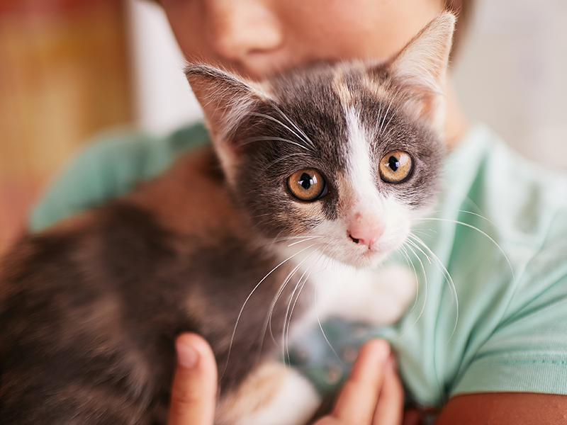 How Are Pet Insurance Premiums Calculated?