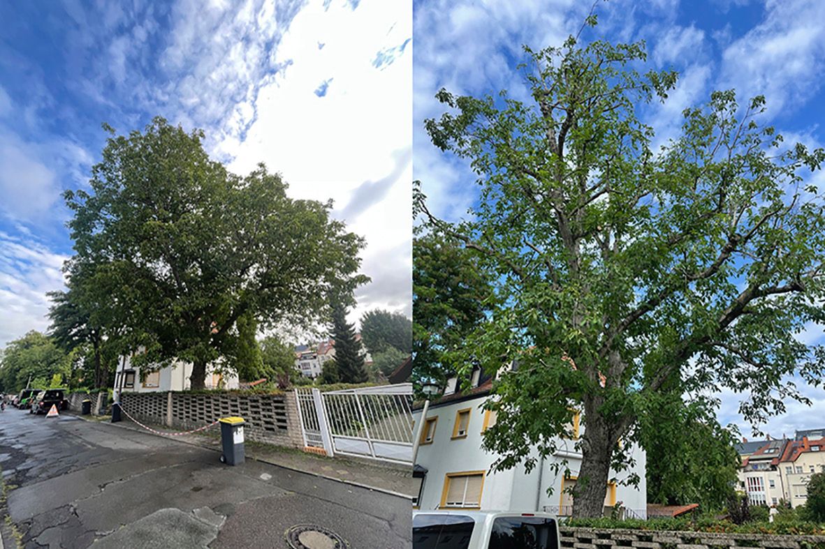 Kronensicherungsschnitt eines Nussbaumes in Leipzig/Connewitz