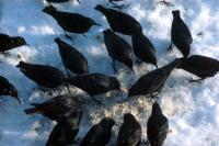  Starlings feed among the snow