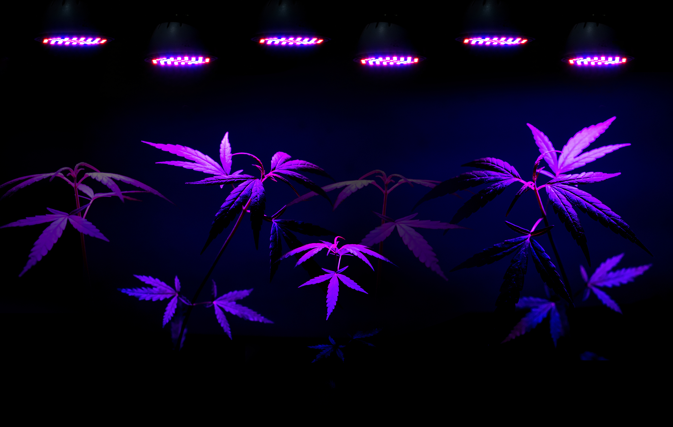 Hydroponic Cannabis Setup