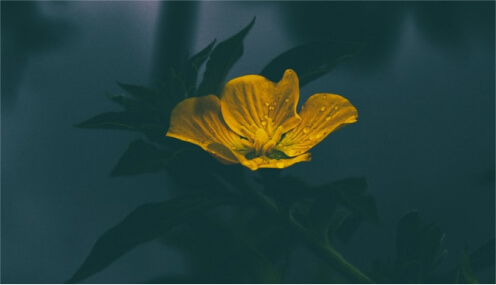 Yellow Flower