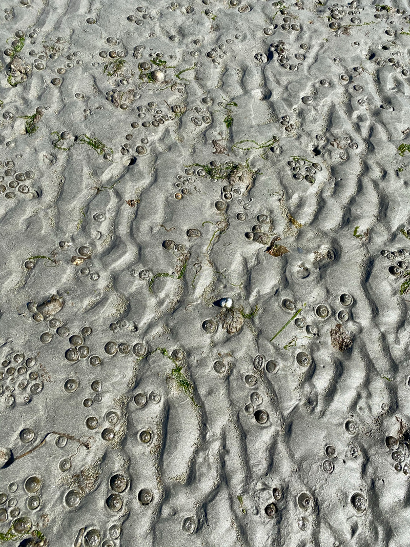 The sand of a beach at a high tide. The waves have made impressions in the sand, and there are lots of little circular spots where anenomes are buried in the sand.
