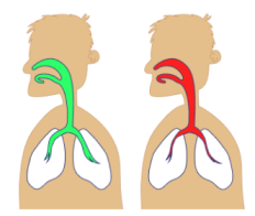 Chronic Obstructive Pulmonary Disease is a global health issue. What is it and what causes it?