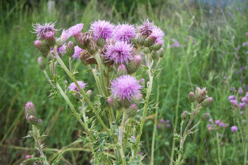 7 Ways To Get Rid Of Thistle