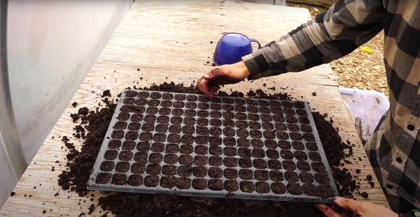 Large tray of 2 cm hole filled with potting mix