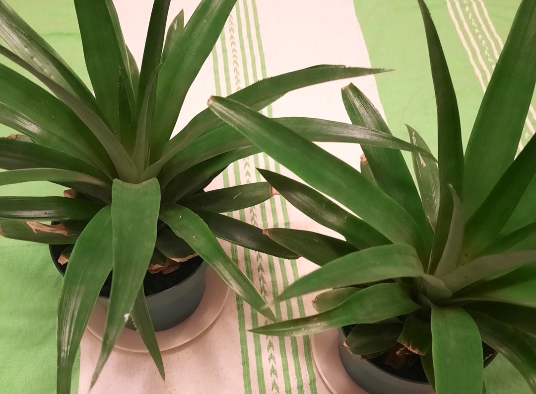 Pineapple plants in plastic pots